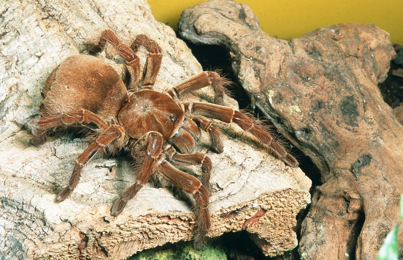 Goliath Birdeater (theraphosa blondi, theraphosa leblondi) lebt unter anderem im Amazonasgebiet in Peru.