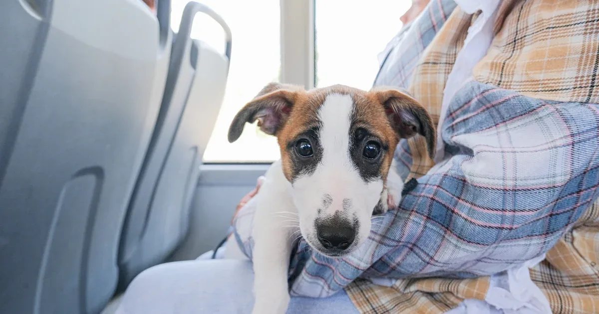 Hund in Bahn und Bus: Wann der halbe Fahrpreis fällig wird und wo Maulkorbpflicht gilt