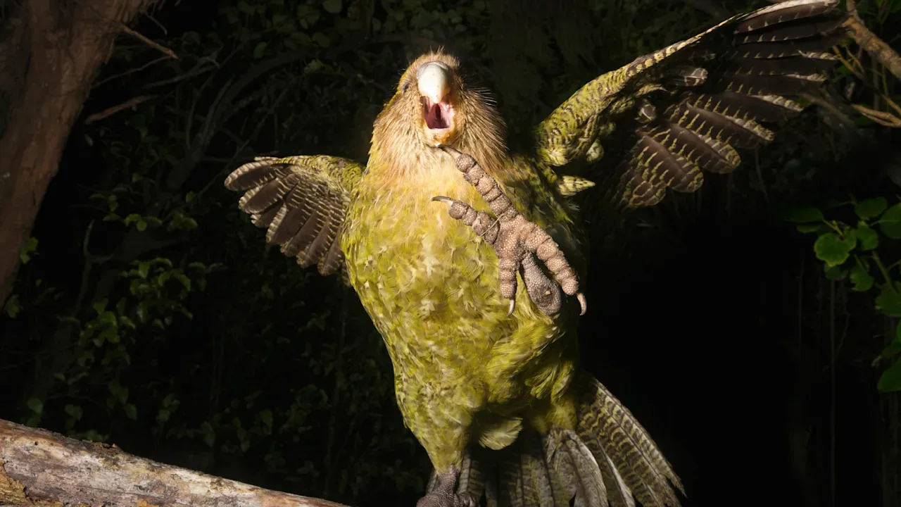 Kākāpōs sind nachtaktiv und können nicht fliegen