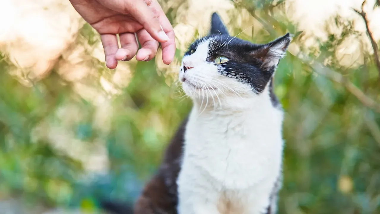Katzen richtig streicheln: Der Consent-Test verhindert Bisse und Abwehrreaktionen