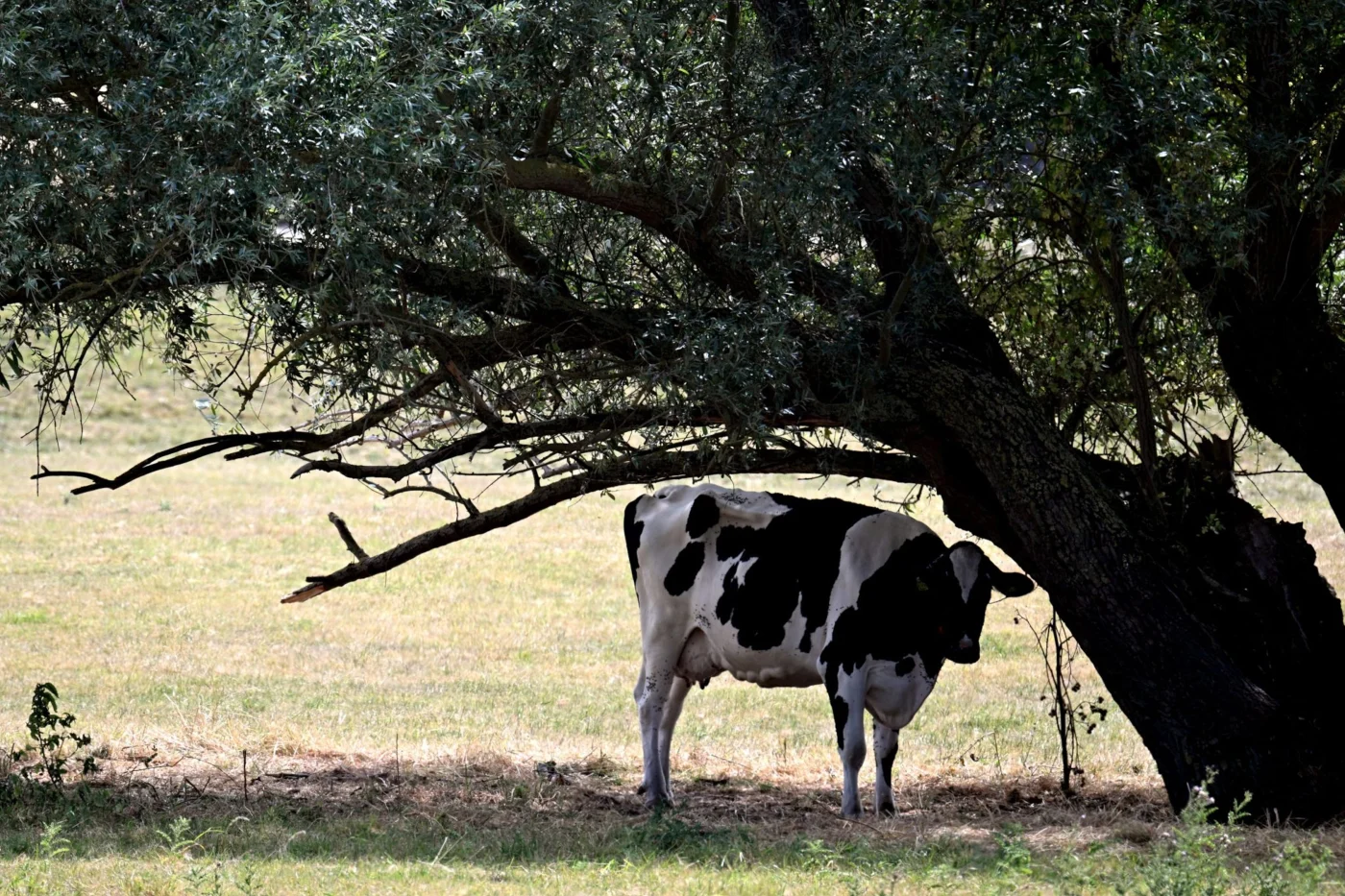 Landwirte melden Ernteverluste: «Pflanzen unterversorgt»