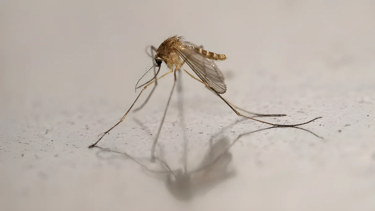 Le virus peut être transmis à l’homme par l’intermédiaire des moustiques, notamment les moustiques Culex (photo) dans nos contrées.