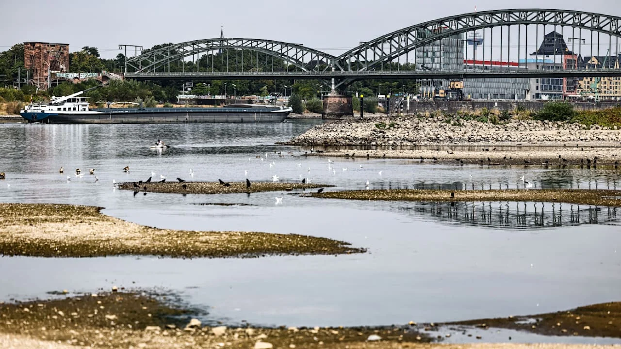 Niedrigwasser im Rhein legt Geschichte frei: Schatzsucher Carsten Konze sucht mit Genehmigung nach Funden