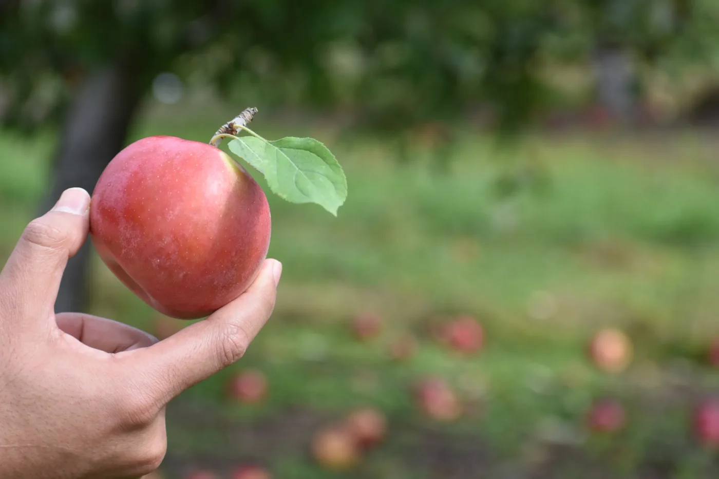 Mythos und Praxis: Was bei der Ernte wirklich zählt