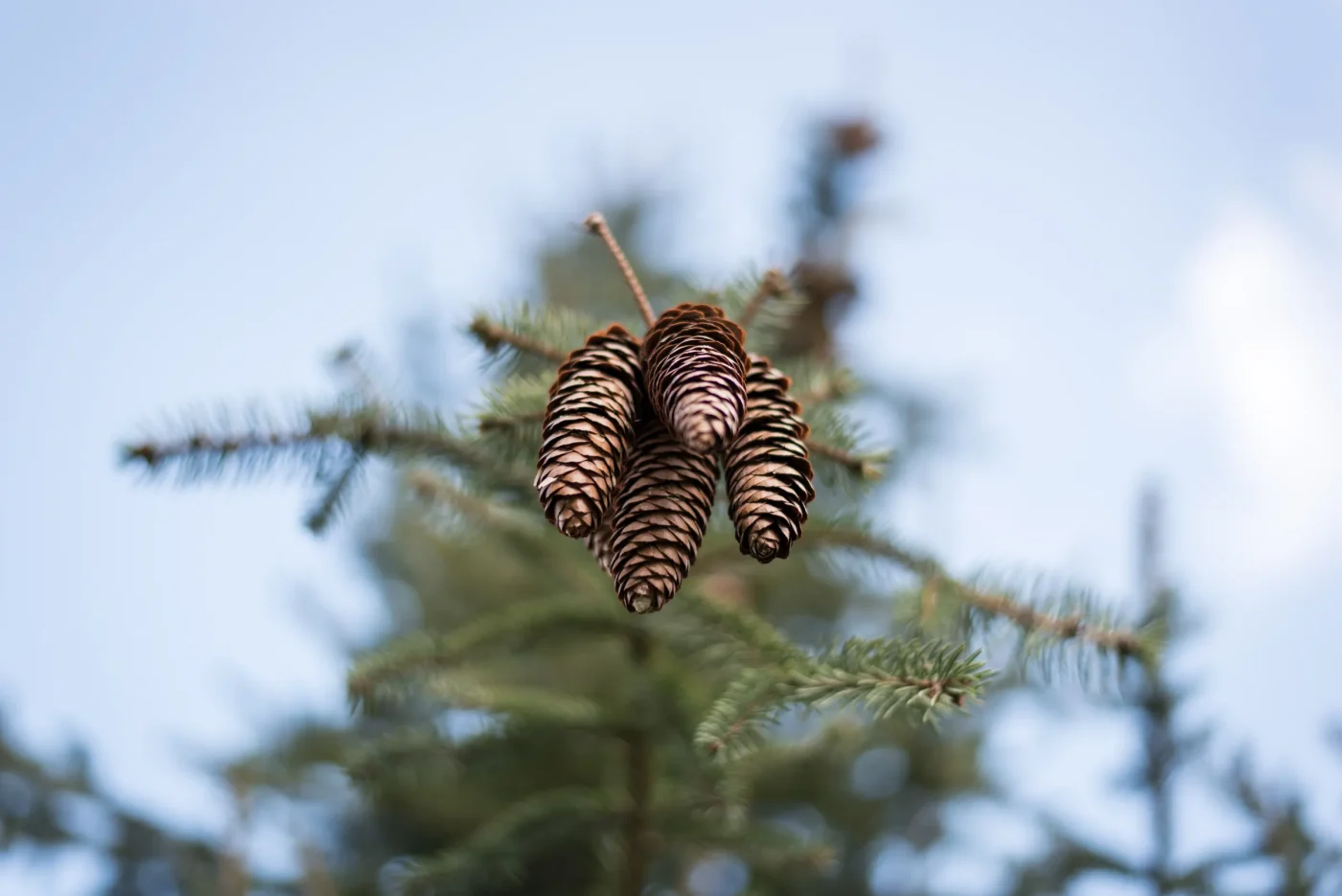 Die besten Naturmaterialien für herbst- und winterfesten Grabschmuck