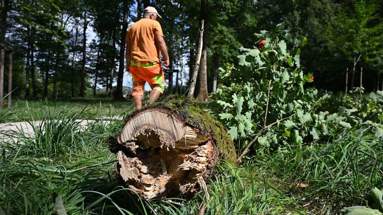 Ruhewald Klettgau: 7-Meter-Ast stürzt aus 15 Metern Höhe – Kind stirbt bei Unwetter