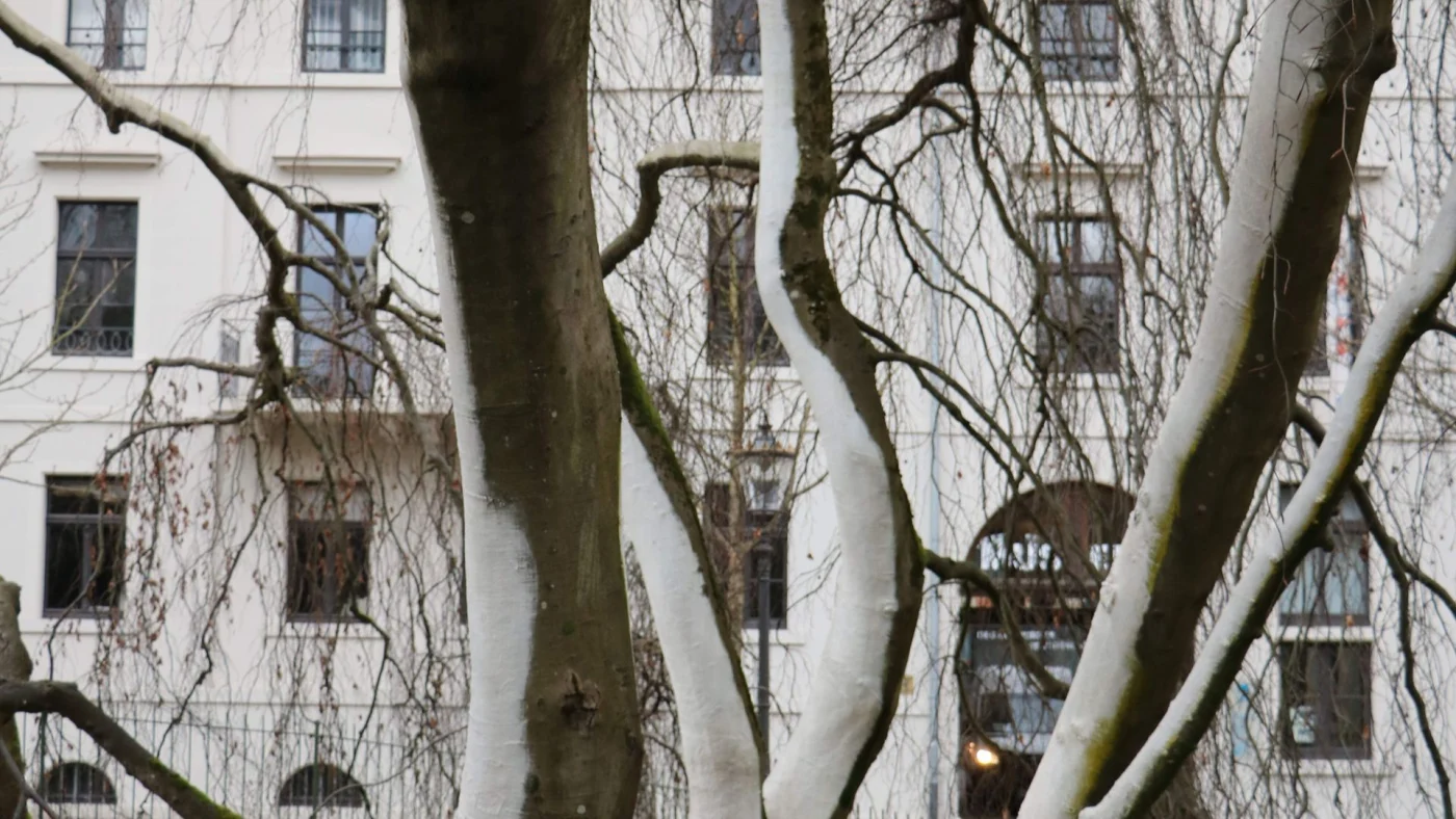 Schutzanstrich Baum