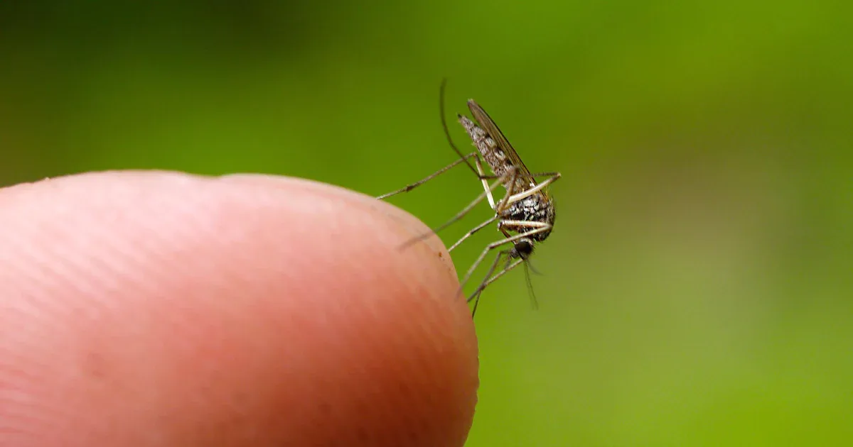 Shamonda-Virus erreicht Deutschland: Erreger in 6 Bundesländern bei Nutztieren nachgewiesen
