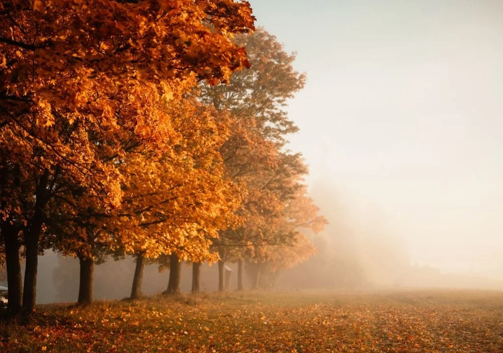 Welches Wetter bringt uns der November 2026 nach Deutschland?