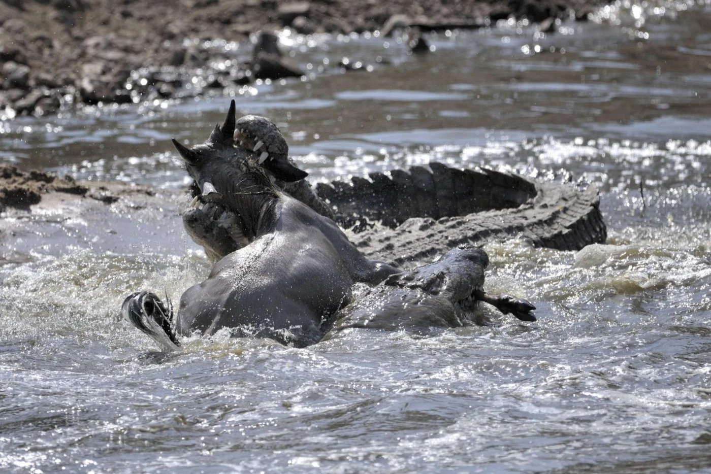 Wildebeest