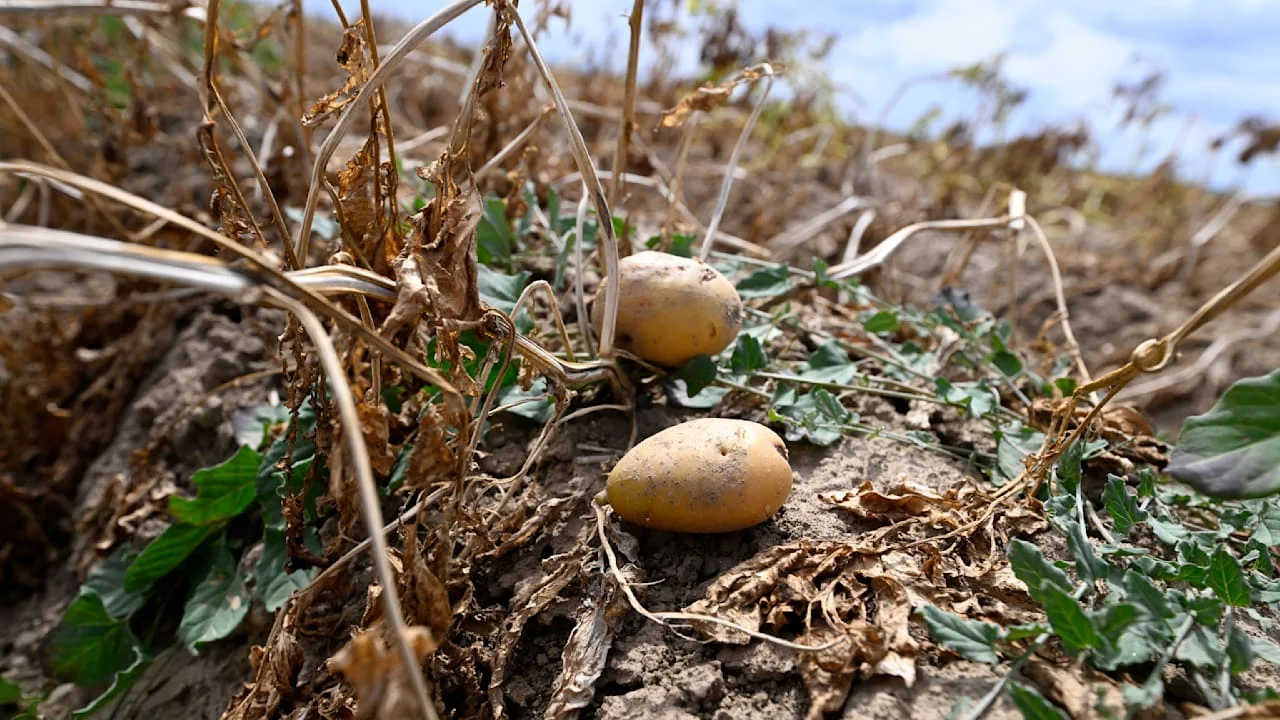 Zwei Kartoffeln auf einem unbewässerten Feld bei Linnich (NRW). Wegen der Trockenheit fällt die Ernte in diesem Jahr wohl deutlich schwächer aus als 2025