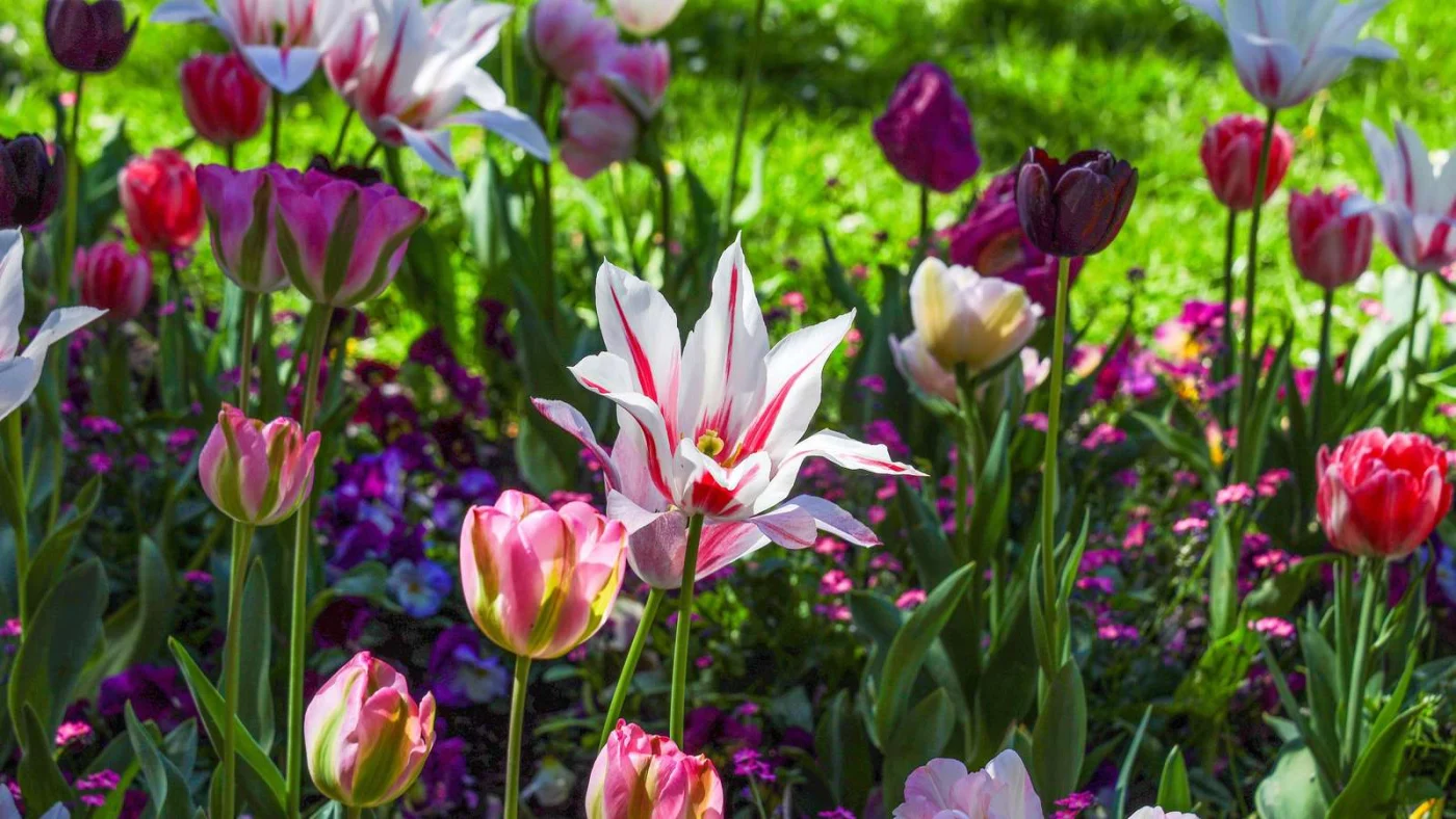 Buntes Tulpenbeet im Frühjahr.
