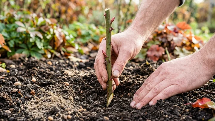 Rosen mit Steckholz vermehren