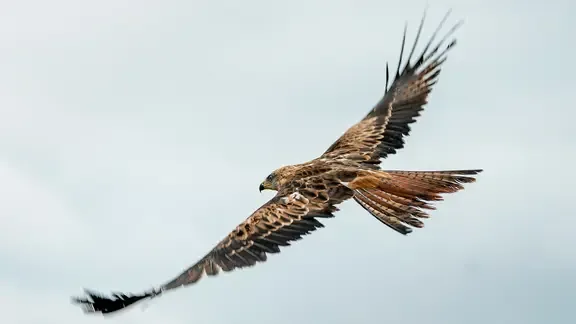 Ein gerade ausgewildeter Rotmilan fliegt durch die Luft.
