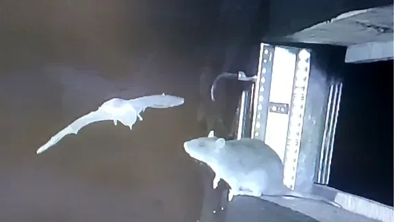 Eine Ratte geht vor dem Eingang eine Höhle auf Jagd nach Fledermäusen