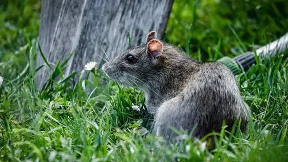 Eine Ratte sitzt auf Rasen.