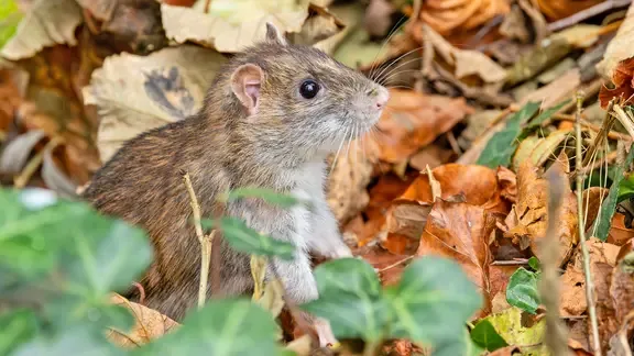 Eine Ratte sitzt im herbstlichen Laub.