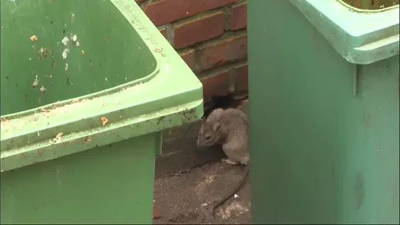 Eine Ratte zwischen zwei Mülltonnen.