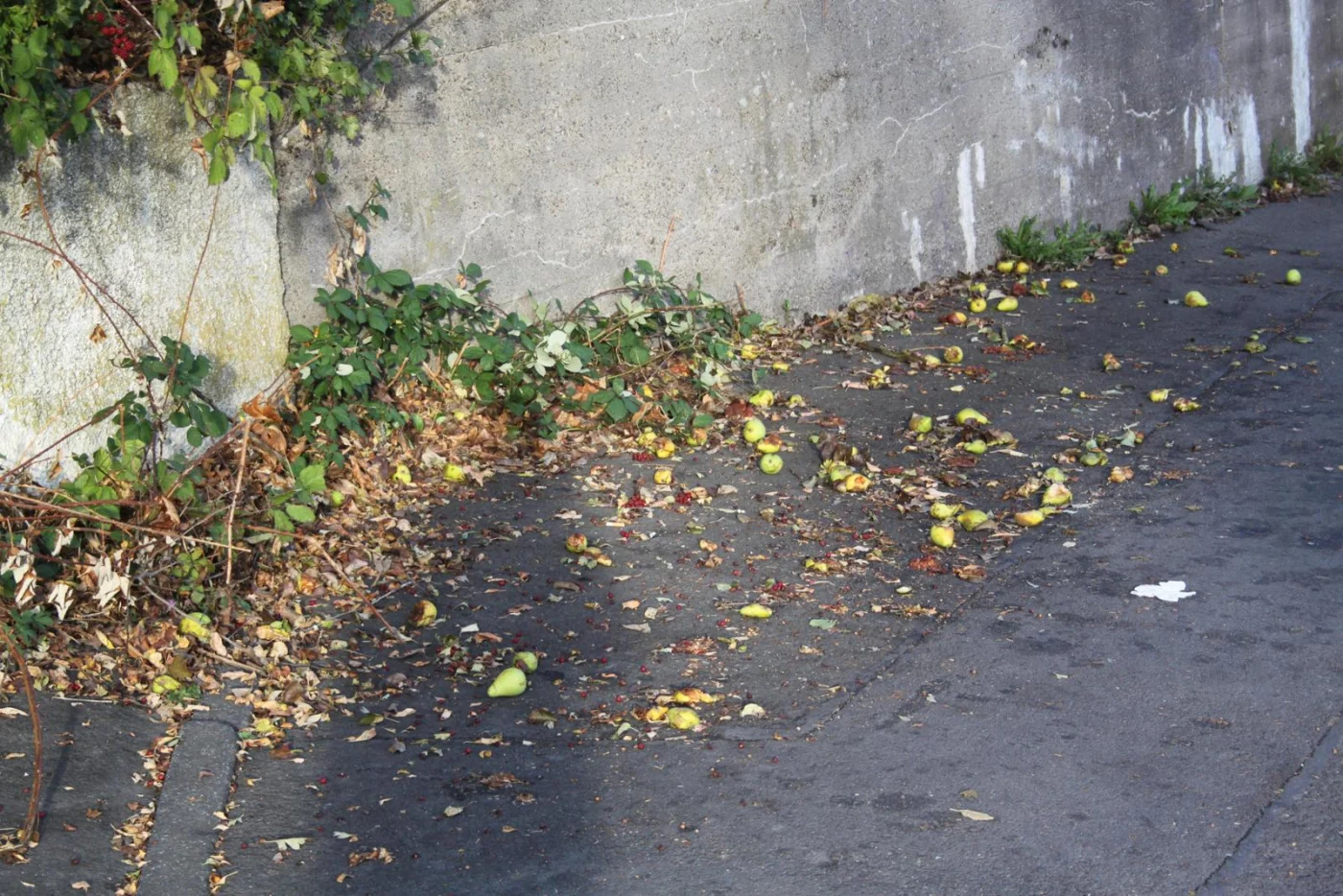 Fallobst am Bahndamm im Bereich Hohnemannstraße/Zentgrafenstraße
