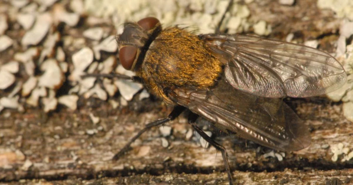 Herbst-Invasion auf dem Dachboden: Warum Dachfliegen jetzt in Scharen ins Haus drängen