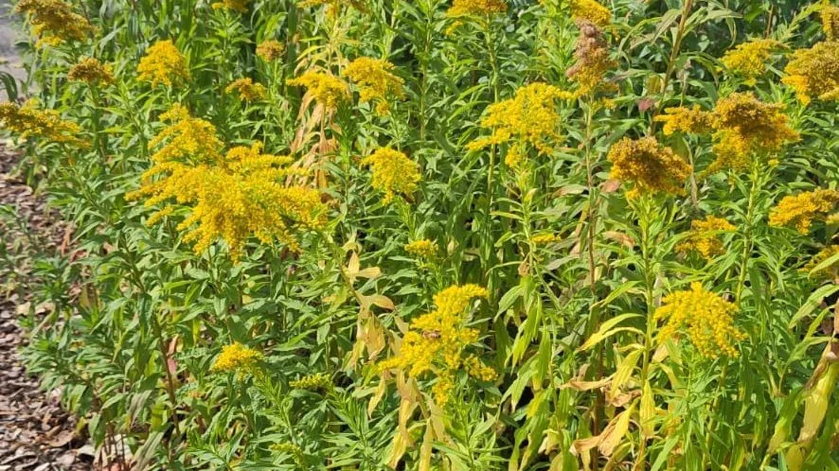Kanadische Goldrute im Garten: Warum die gelbe Pracht heimische Arten bedroht