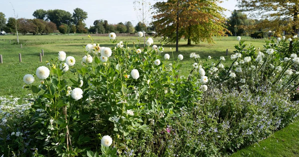 Landesgartenschau verschenkt 360 Dahlienknollen gegen Spende: So sichern sich Gartenfans die Sorten
