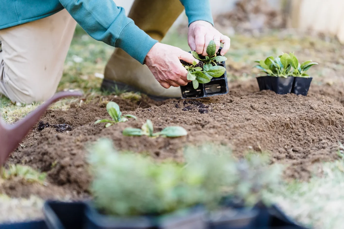 Was im Frühjahr auf diesen Flächen gepflanzt werden sollte