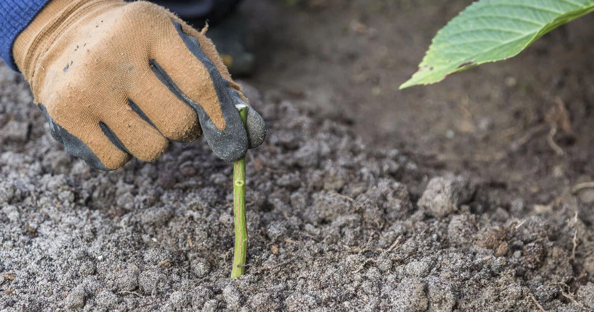 Rosen vermehren durch Steckhölzer: Die einfache Herbstmethode für neue Pflanzen zum Nulltarif