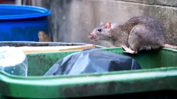 Was tun gegen Ratten?